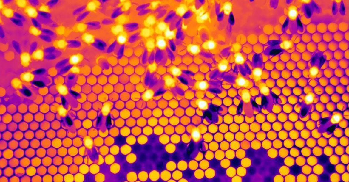 Thermal image of beehive